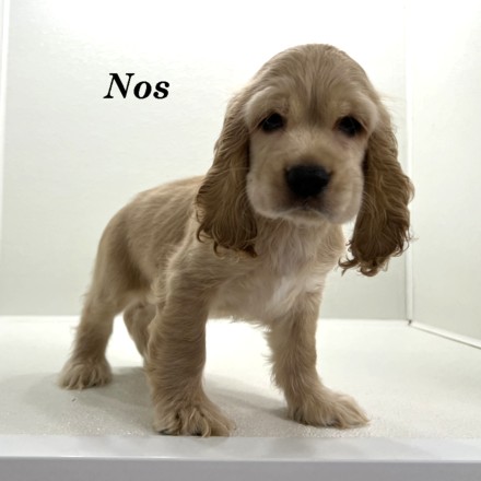 puppy, for, sale, Cocker Spaniel, Joe & Cherri  Overlease, dog, breeder, Miller, MO, dog-breeder, puppy-for-sale, forsale, nearby, find, puppyfind, locator, puppylocator, aca